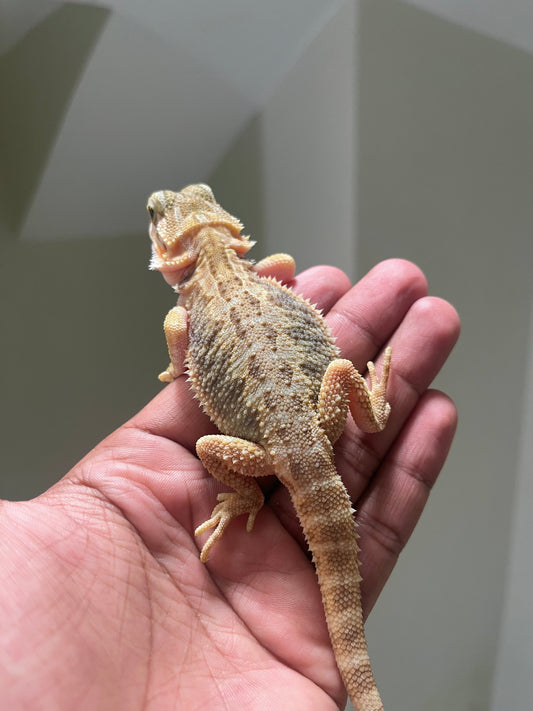 Pogona Trans 100% het witblits hembra - alfareptiles