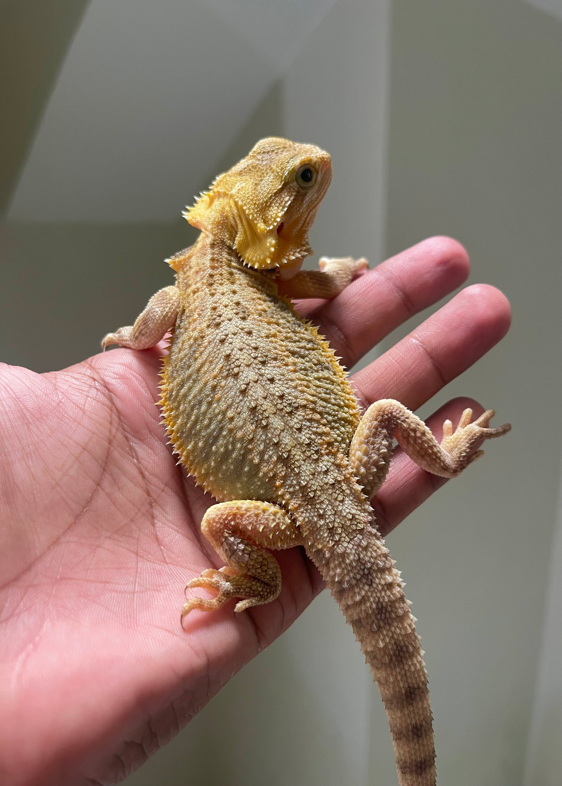 Pogona Trans 100% het witblits/hypo hembra - alfareptiles