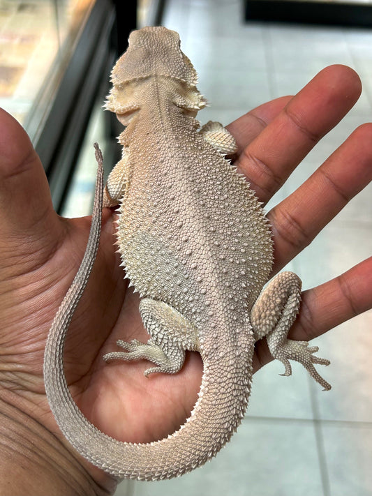 Pogona Witblits het hypo macho - alfareptiles