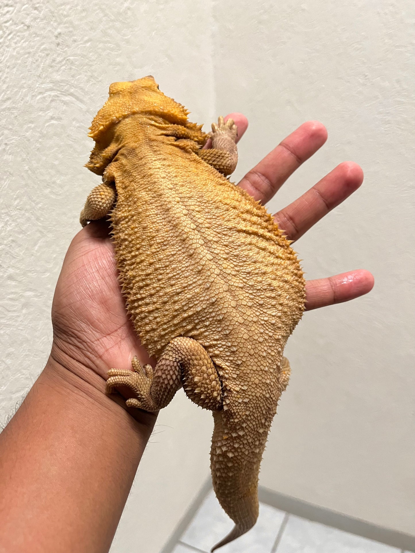 Pogona Witblits Trans het hypo hembra adulta probada - alfareptiles