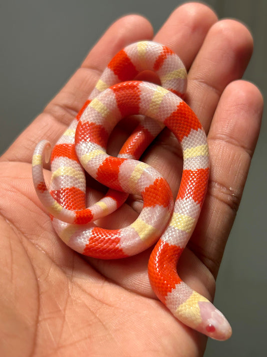 Serpiente falsa coral albina macho (Puebla x Nelson) - alfareptiles