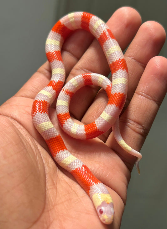 Serpiente falsa coral albina macho (Puebla x Nelson) - alfareptiles