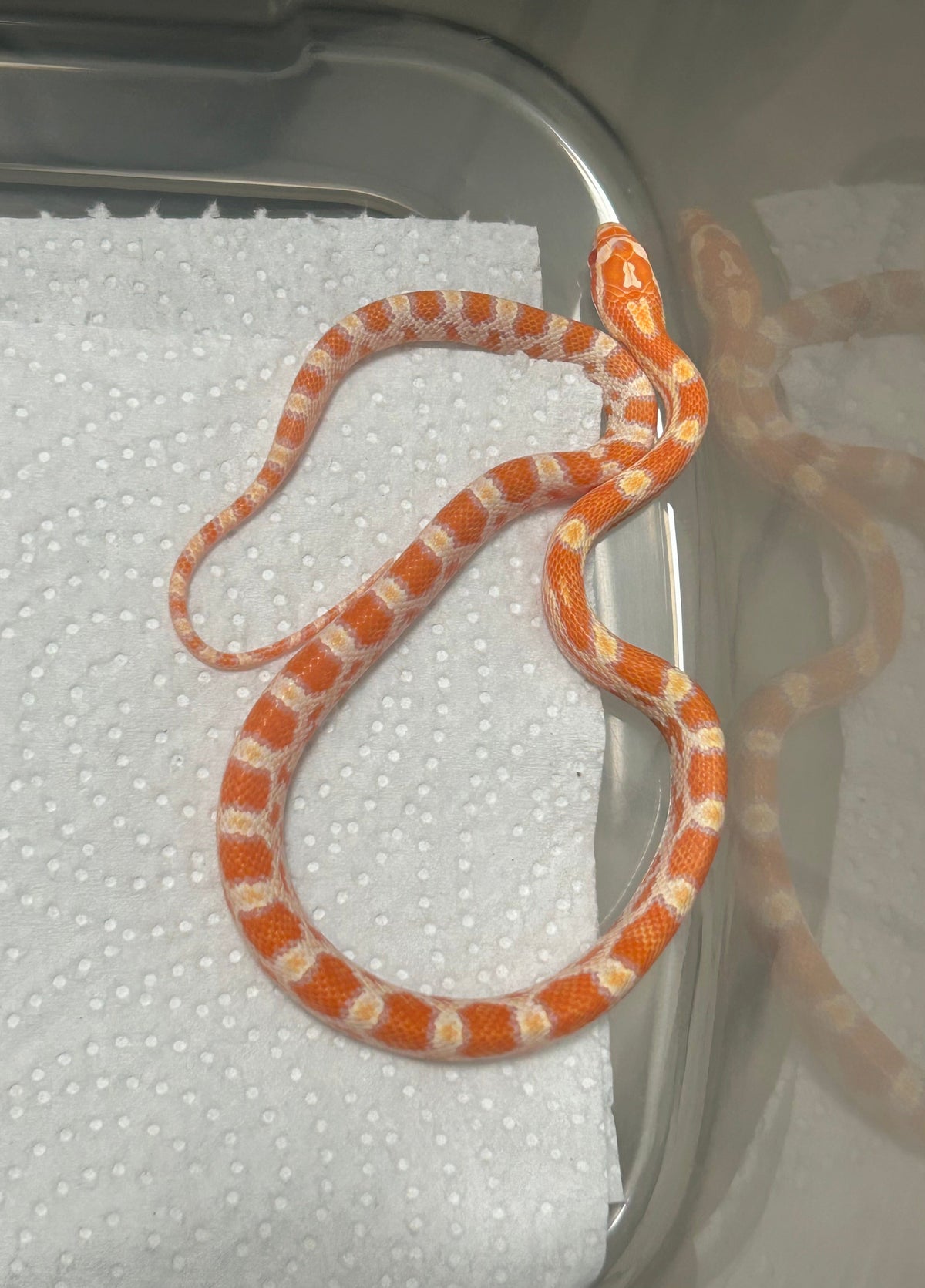 Serpiente maicera albina hembra - alfareptiles
