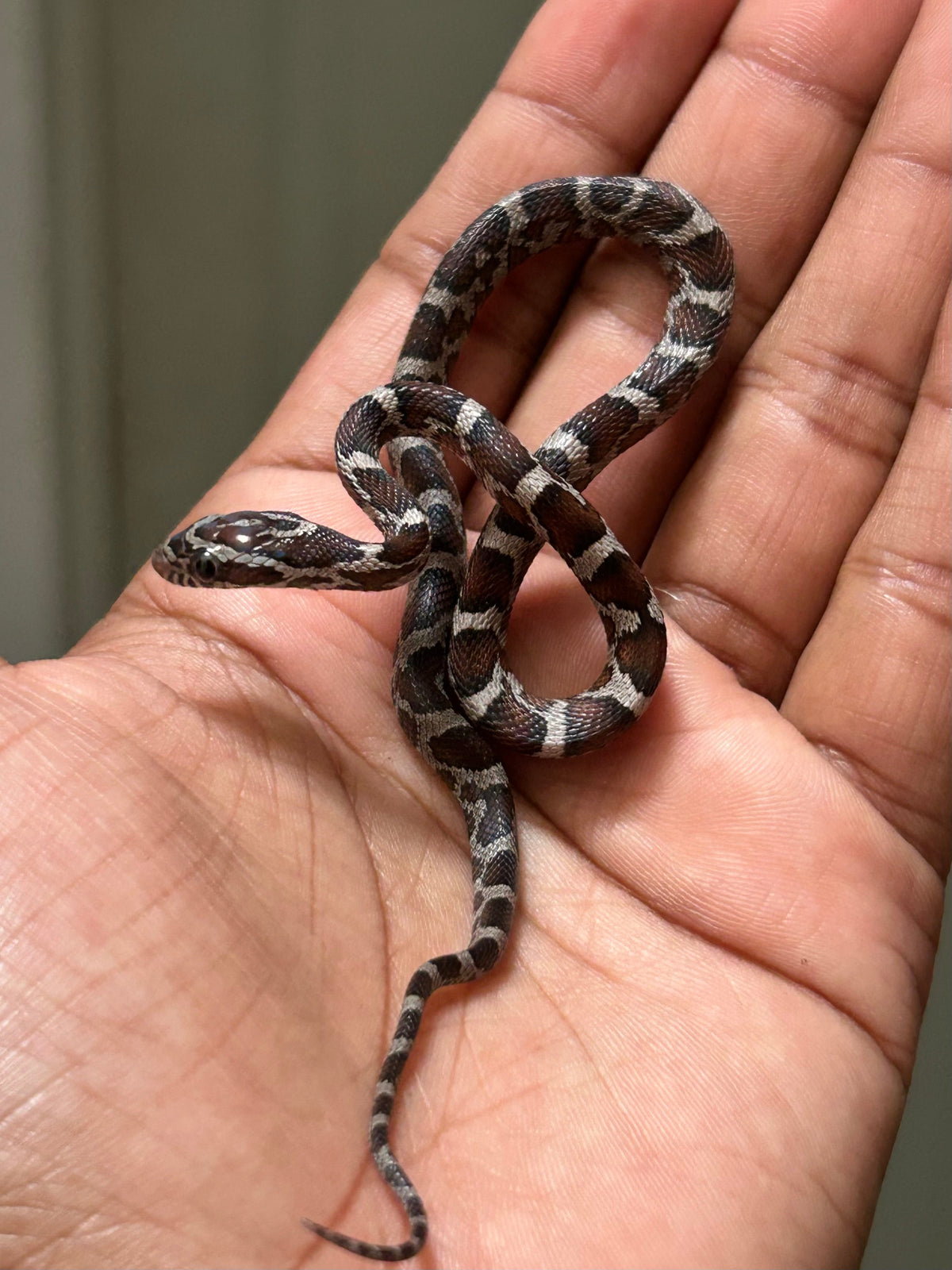 Serpiente maicera anery macho - alfareptiles