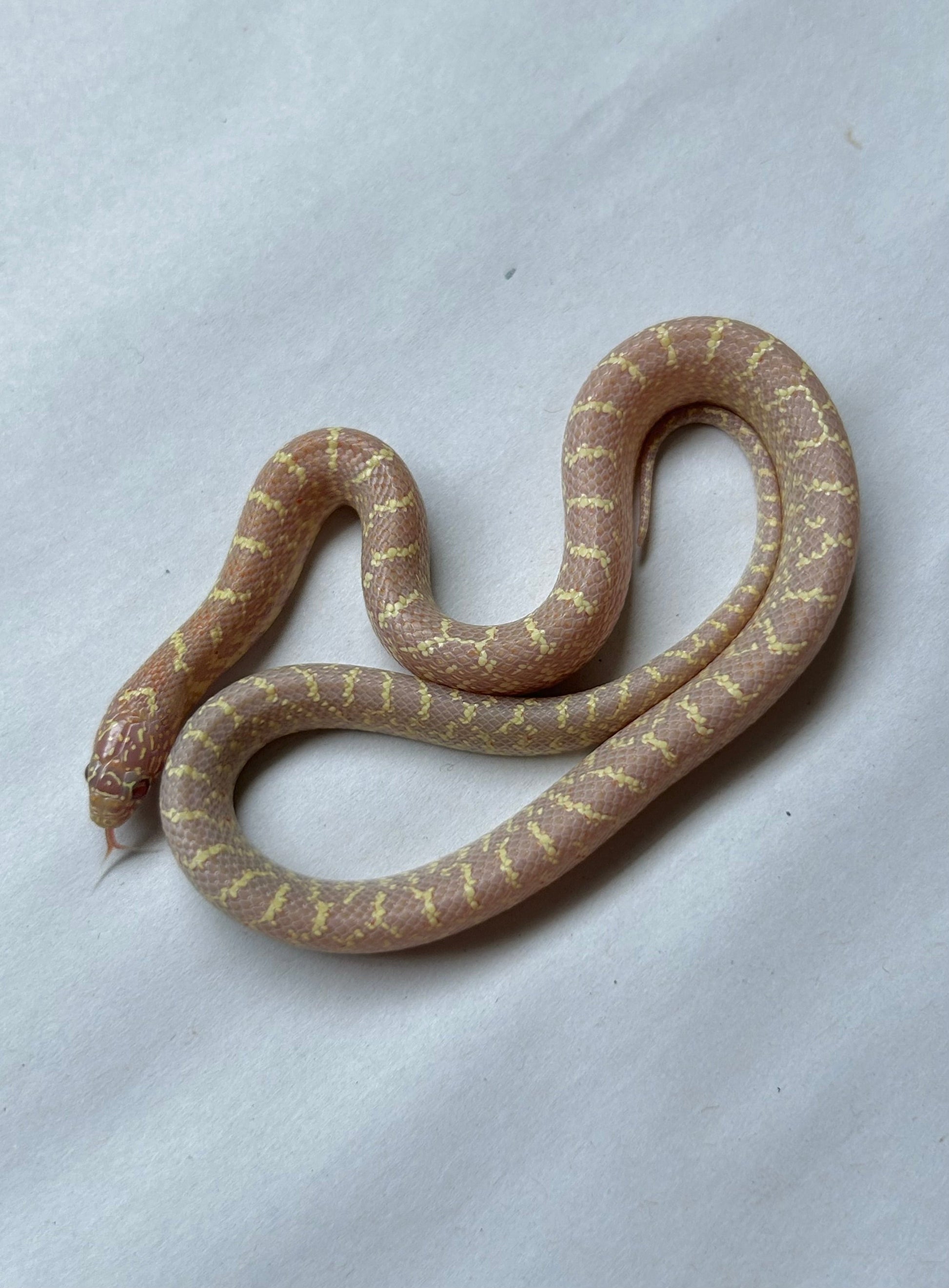 Serpiente Rey de brooks lavender hembra - alfareptiles