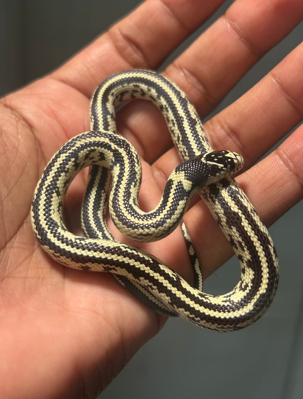 Serpiente Rey de California aberrante macho - alfareptiles