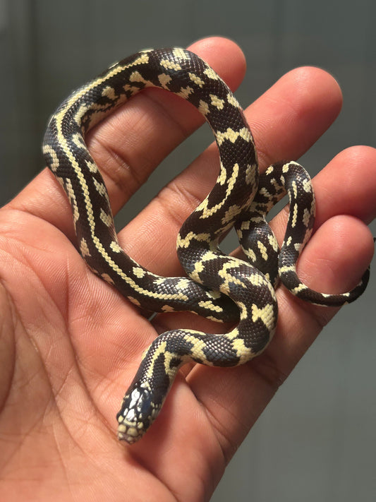 Serpiente Rey de California hembra - alfareptiles