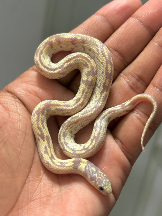 Serpiente Rey de California lavender aberrante macho - alfareptiles
