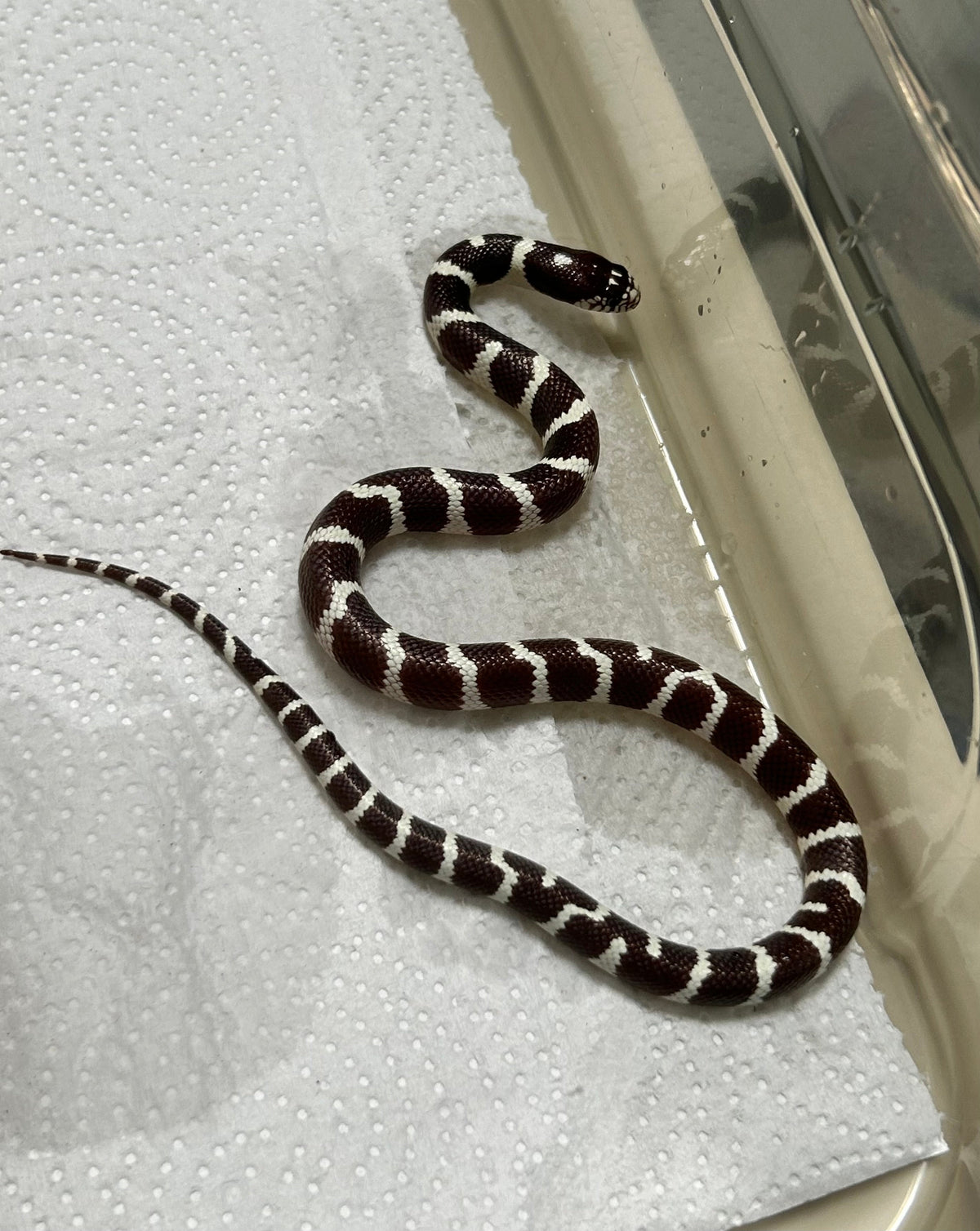 Serpiente rey de california macho - alfareptiles
