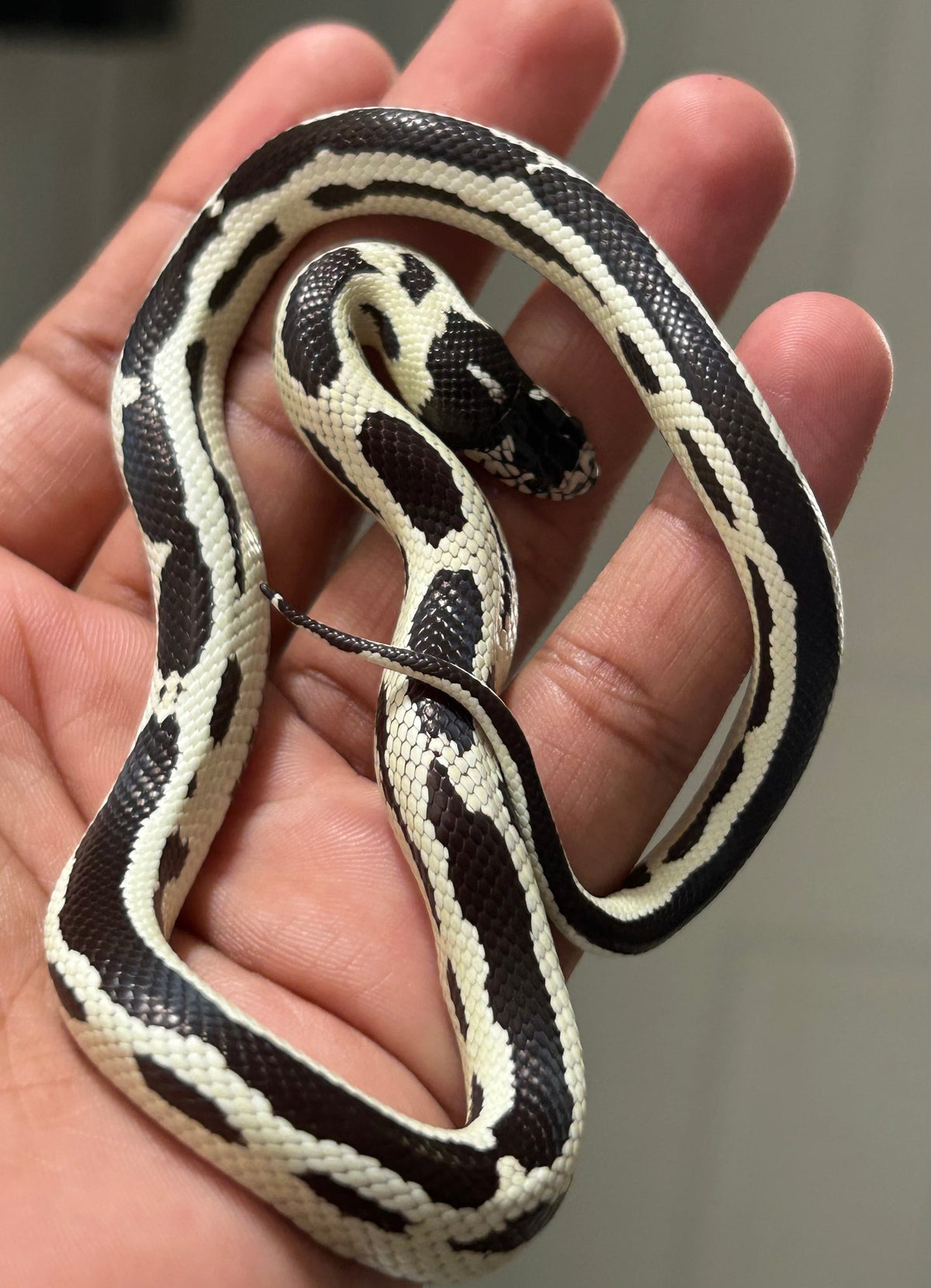 Serpiente Rey de California Reverse Stipe macho - alfareptiles
