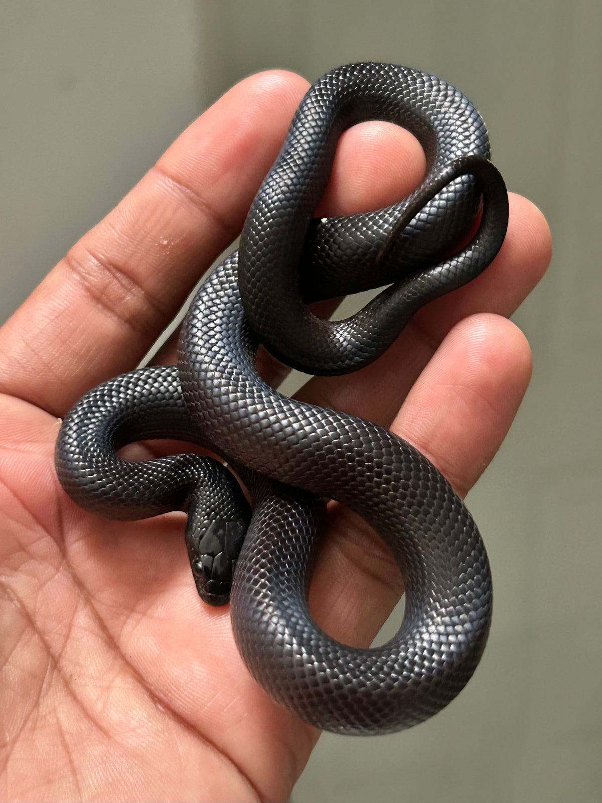 Serpiente Rey Negra Mexicana macho - alfareptiles