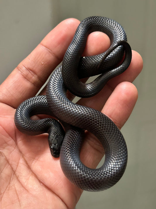 Serpiente Rey Negra Mexicana macho - alfareptiles