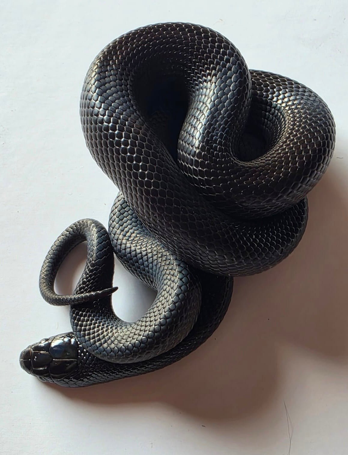 Serpiente Rey Negra Mexicana macho - alfareptiles