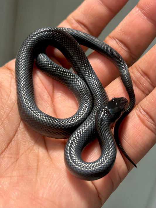 Serpiente Rey Negra Mexicana macho - alfareptiles