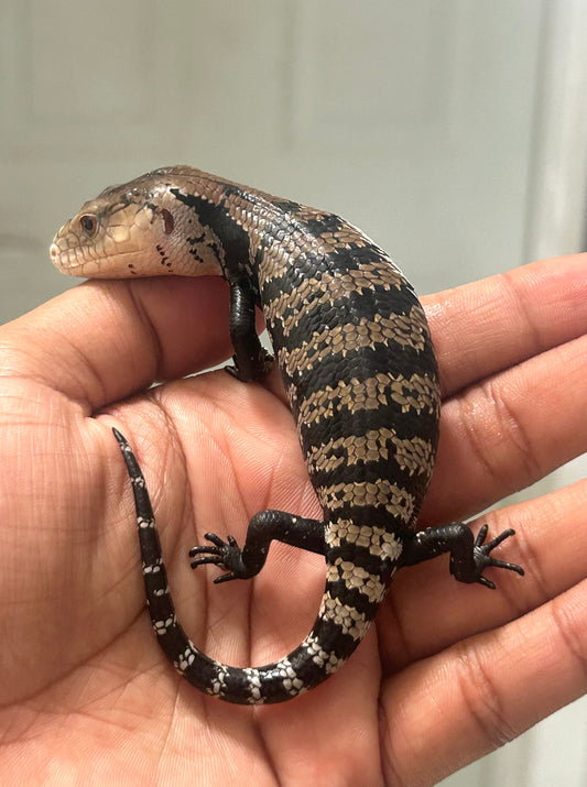 Skink de lengua azul - alfareptiles