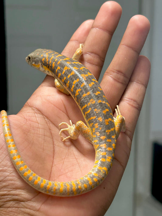 Skink shneider - alfareptiles
