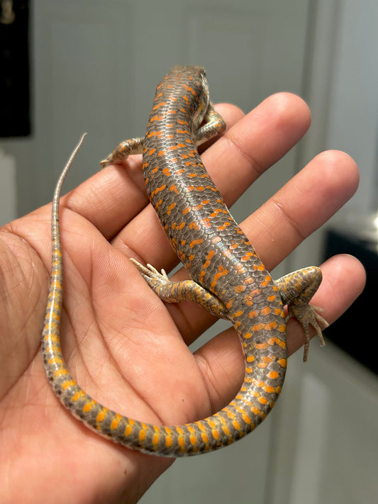 Skink shneider - alfareptiles