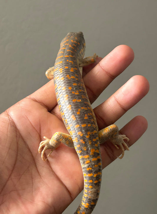 Skink shneider - alfareptiles