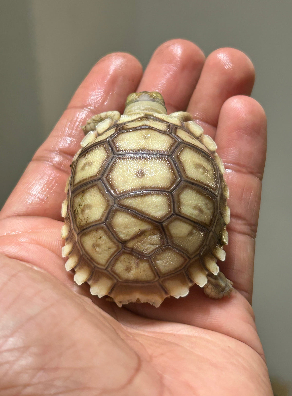 Tortuga sulcata cría - alfareptiles
