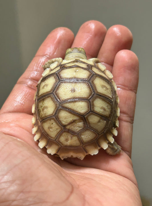 Tortuga sulcata cría - alfareptiles