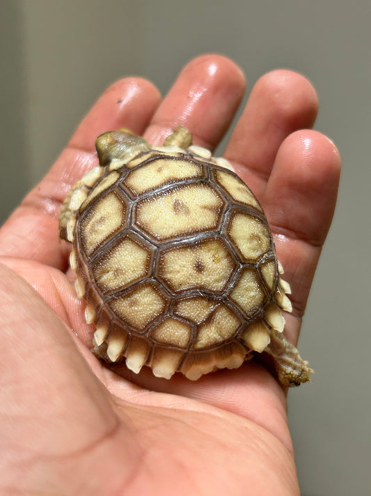 Tortuga sulcata cría - alfareptiles