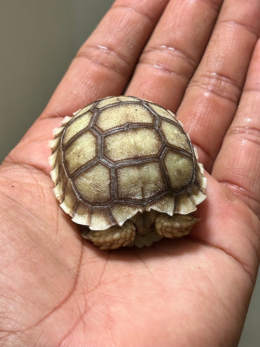 Tortuga sulcata cría - alfareptiles
