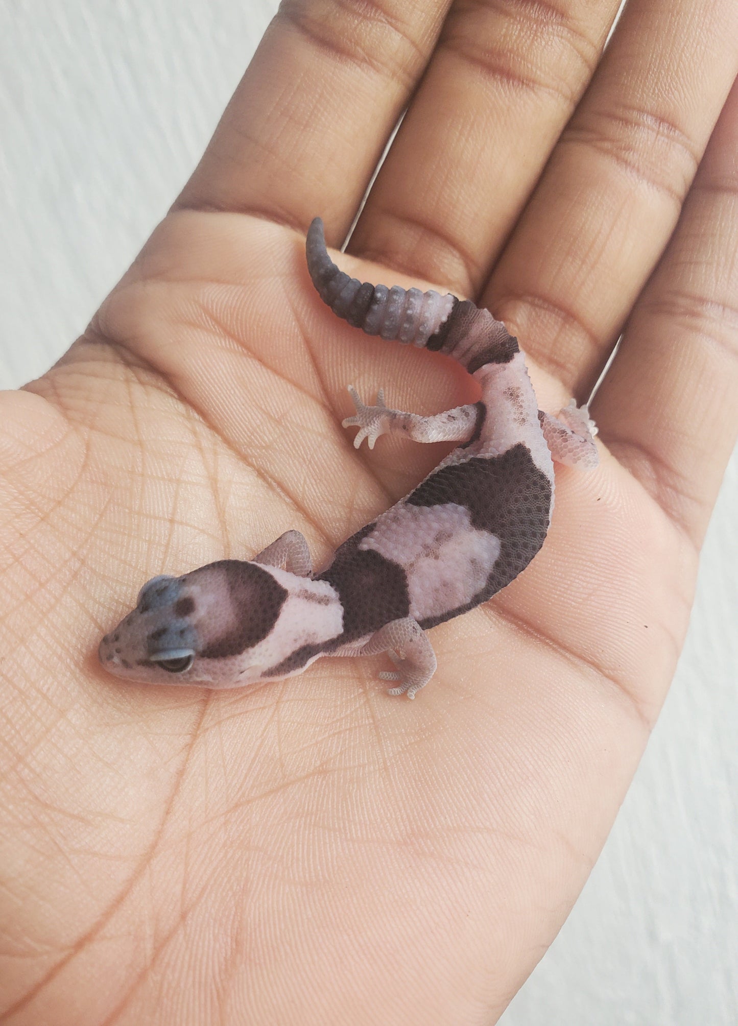 Cola gorda White out oreo zero 100% patternless s/s - alfareptiles