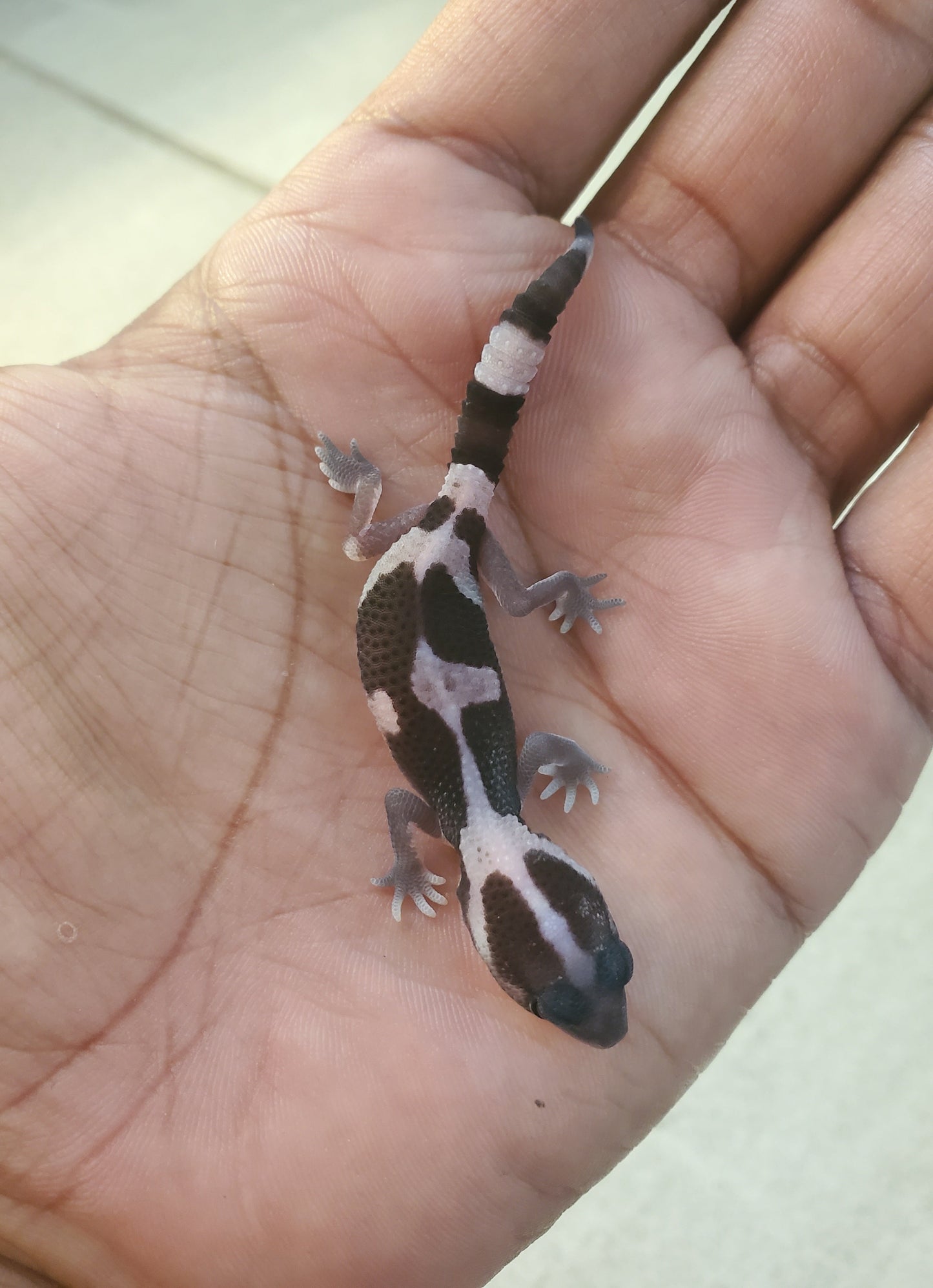 Cola gorda White out oreo zero 100% patternless s/s - alfareptiles