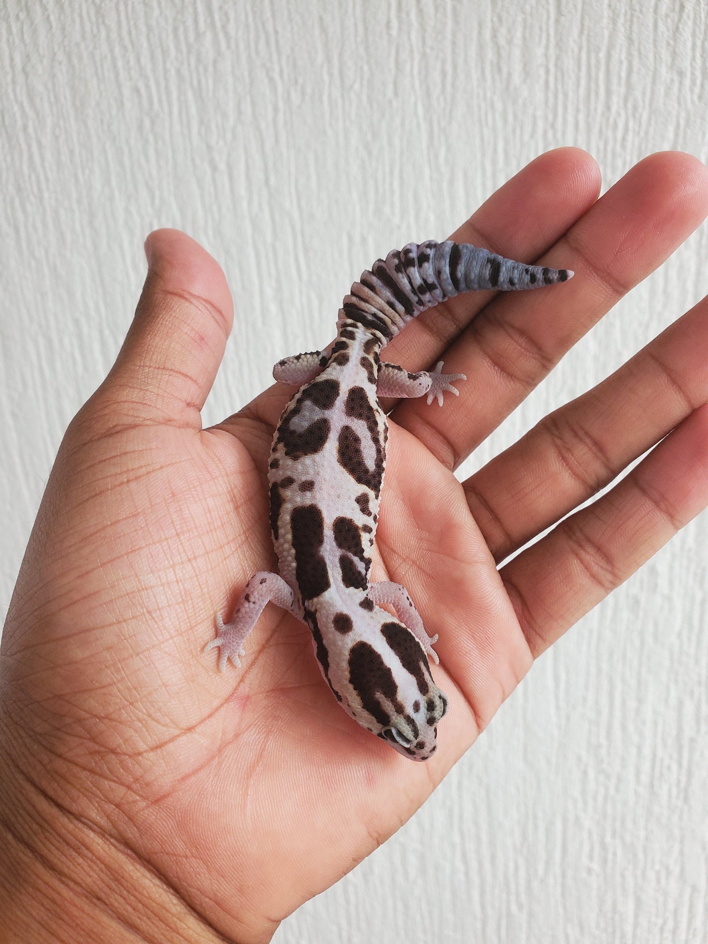 Cola gorda White out stripe 100% het amel/oreo macho - alfareptiles