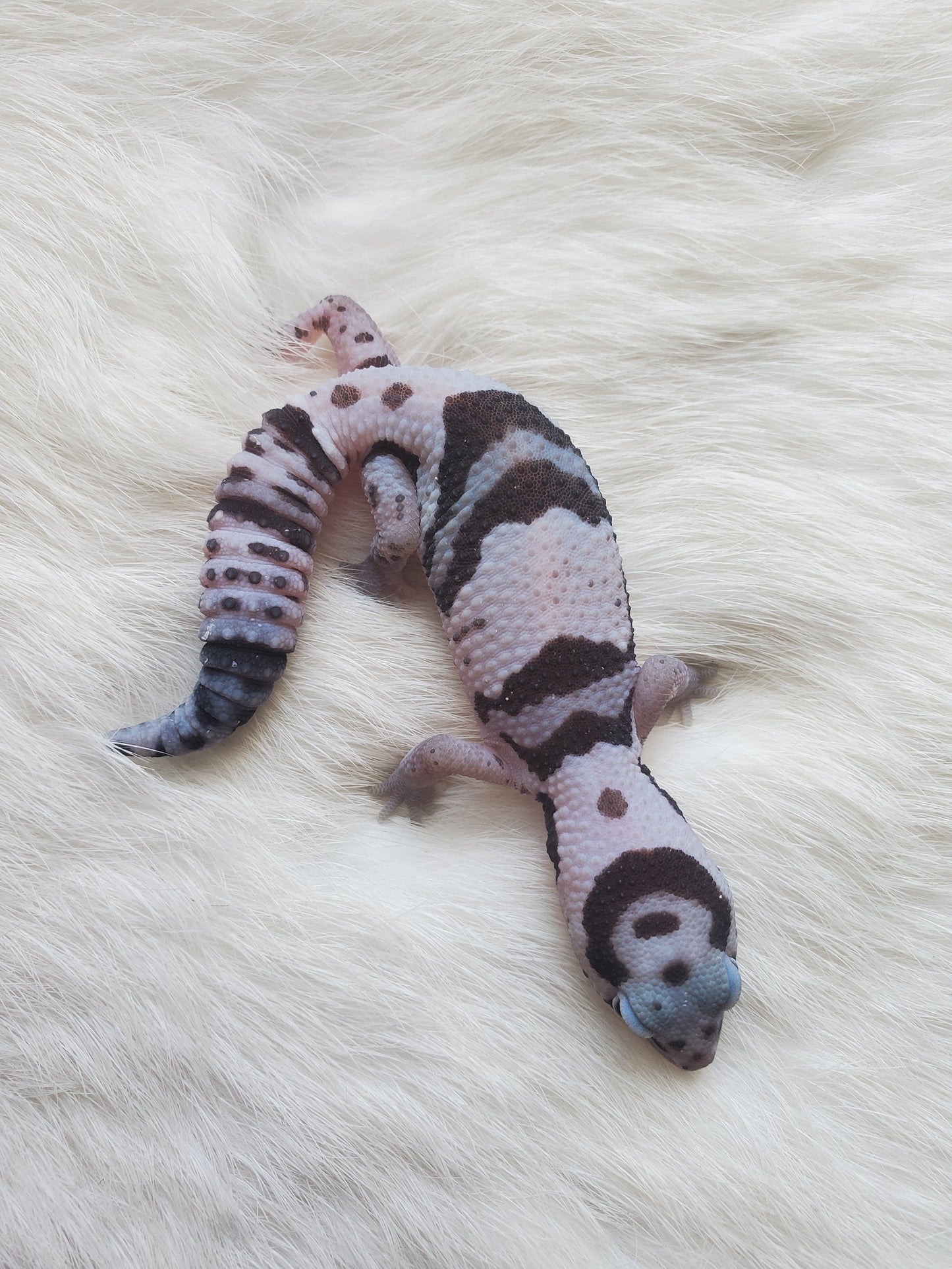 G. Cola gorda White out oreo 100% het patternless macho - alfareptiles