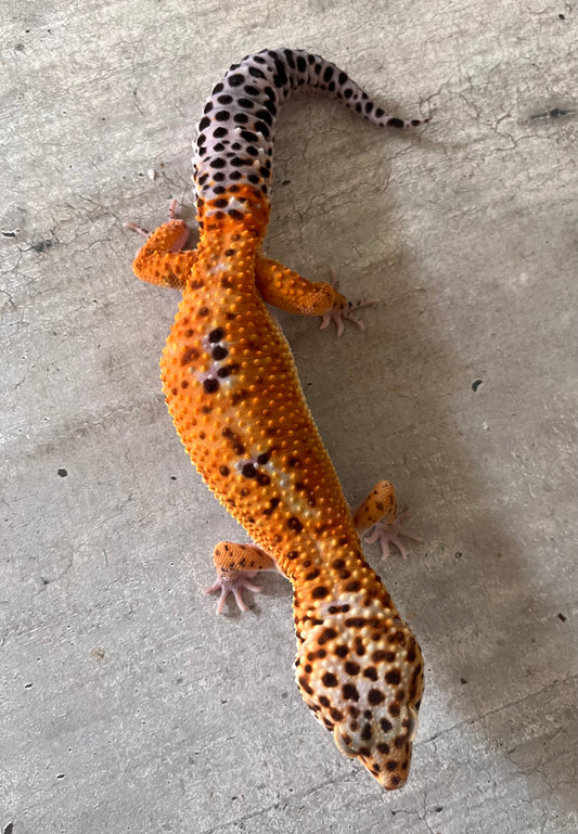 Gecko leopardo Blood inferno cross macho - alfareptiles