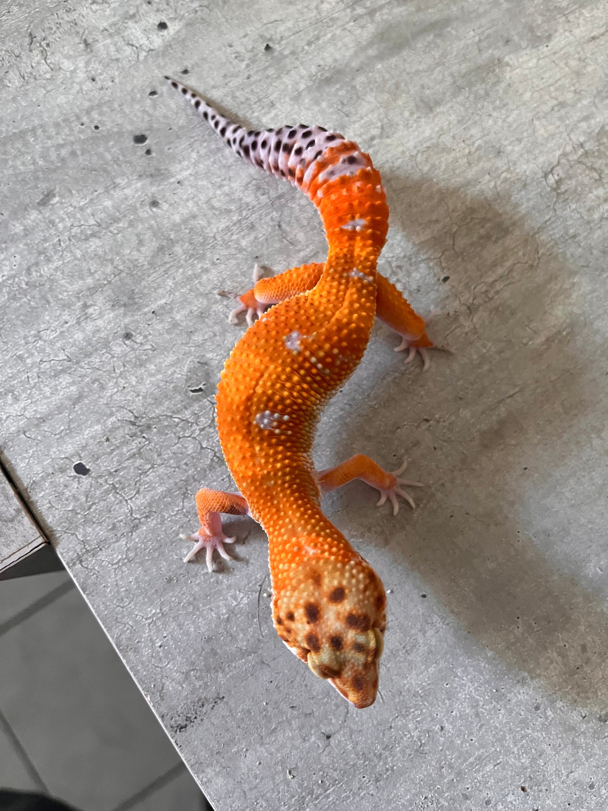 Gecko leopardo Blood inferno cross macho - alfareptiles