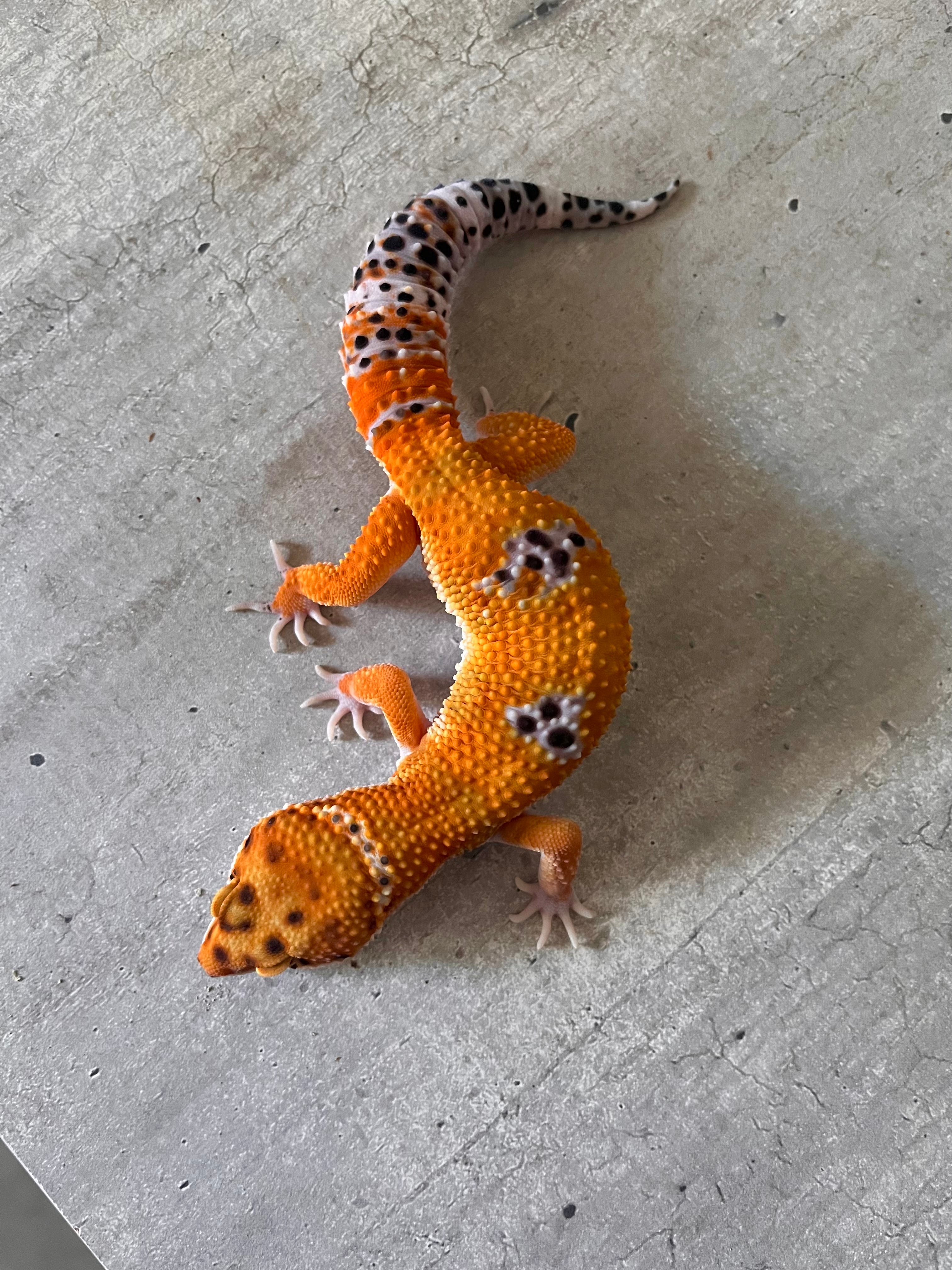 Gecko leopardo Blood inferno cross macho – alfareptiles