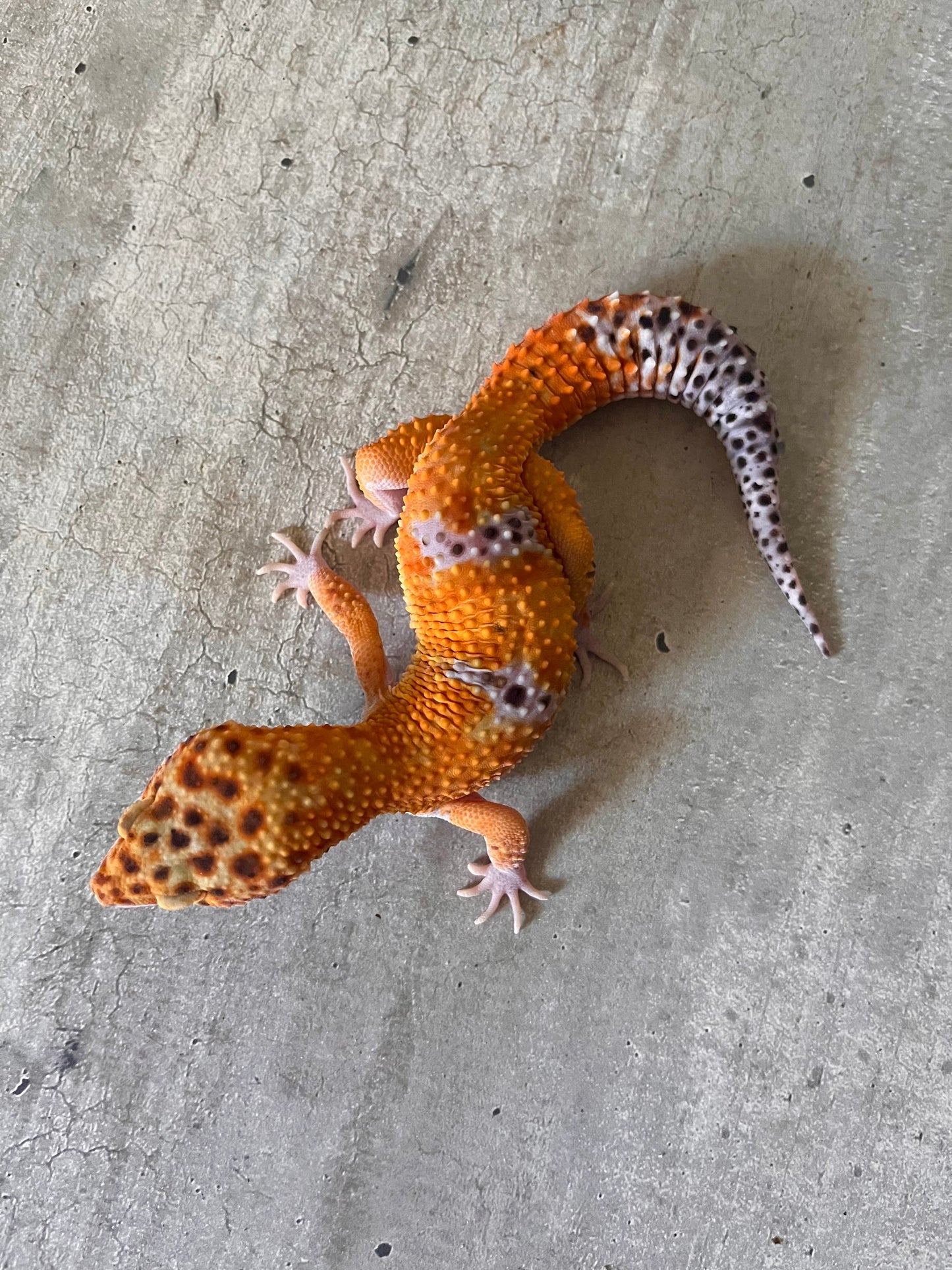 Gecko leopardo Blood macho - alfareptiles