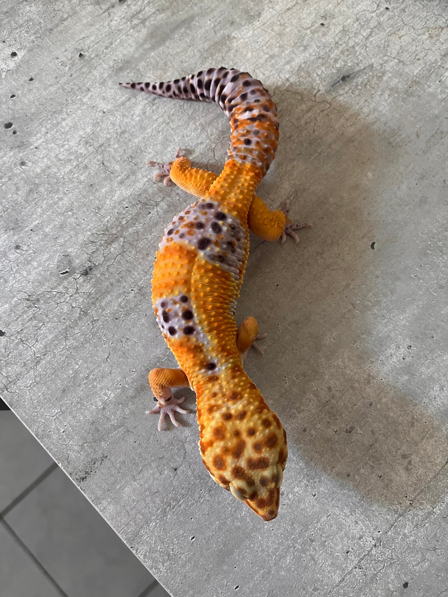 Gecko leopardo Blood macho - alfareptiles