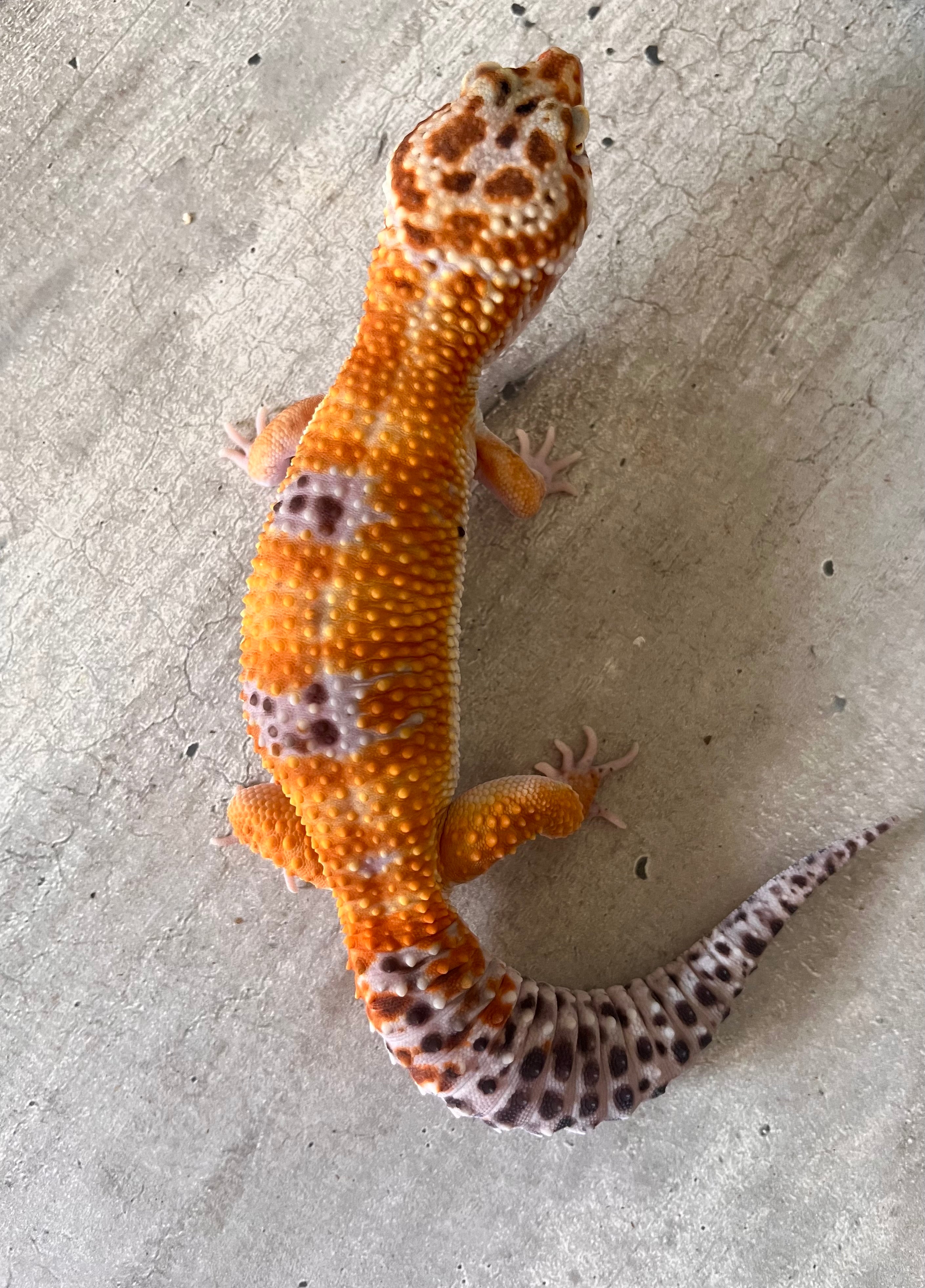 Gecko leopardo Blood macho – alfareptiles