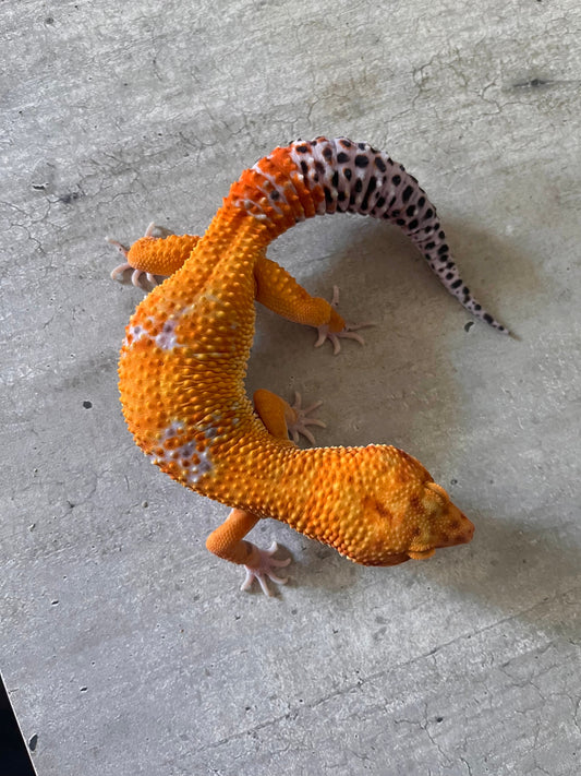 Gecko leopardo Blood macho - alfareptiles