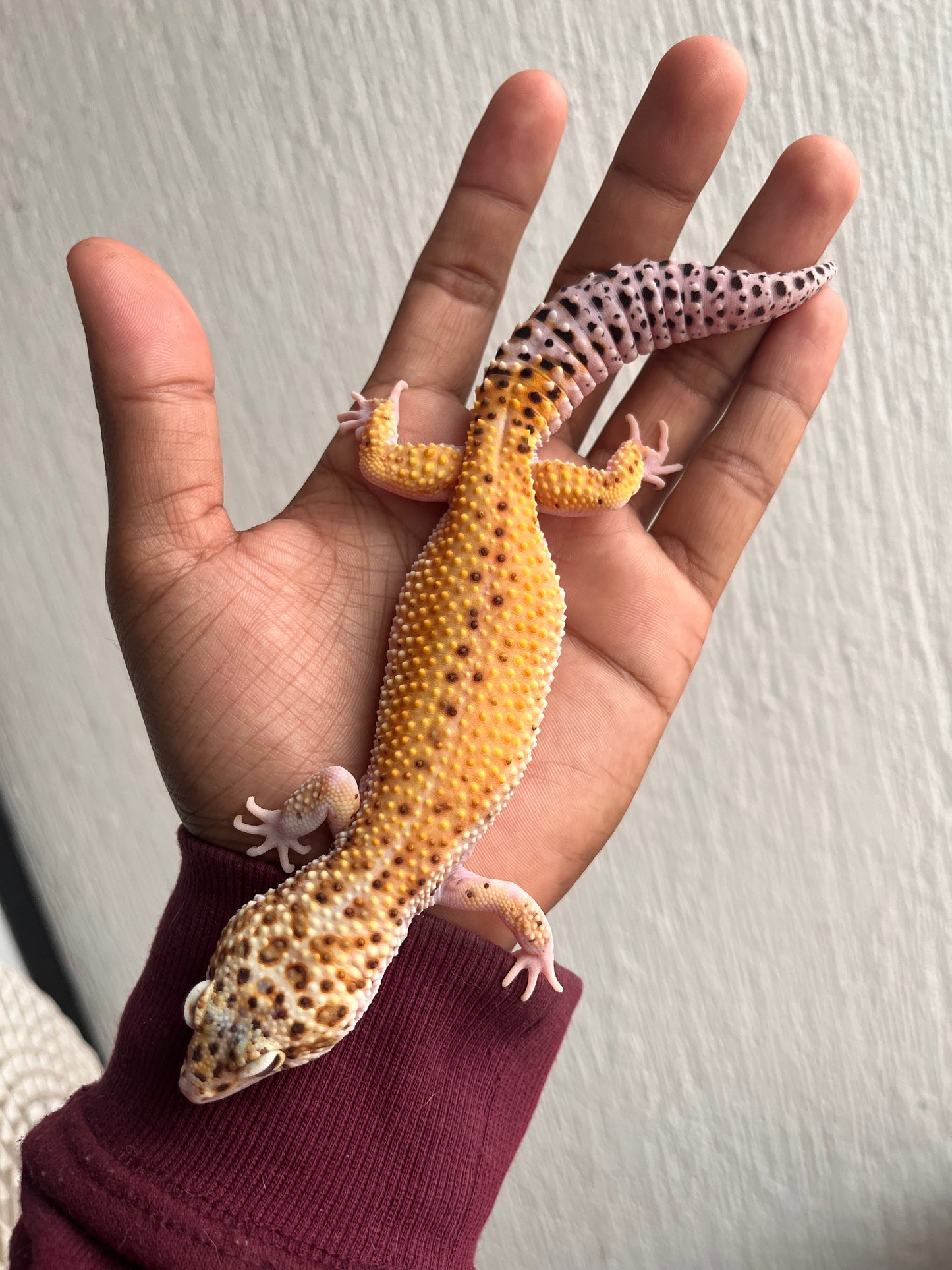 Gecko leopardo eclipse tangerine het tremper hembra adulta - alfareptiles