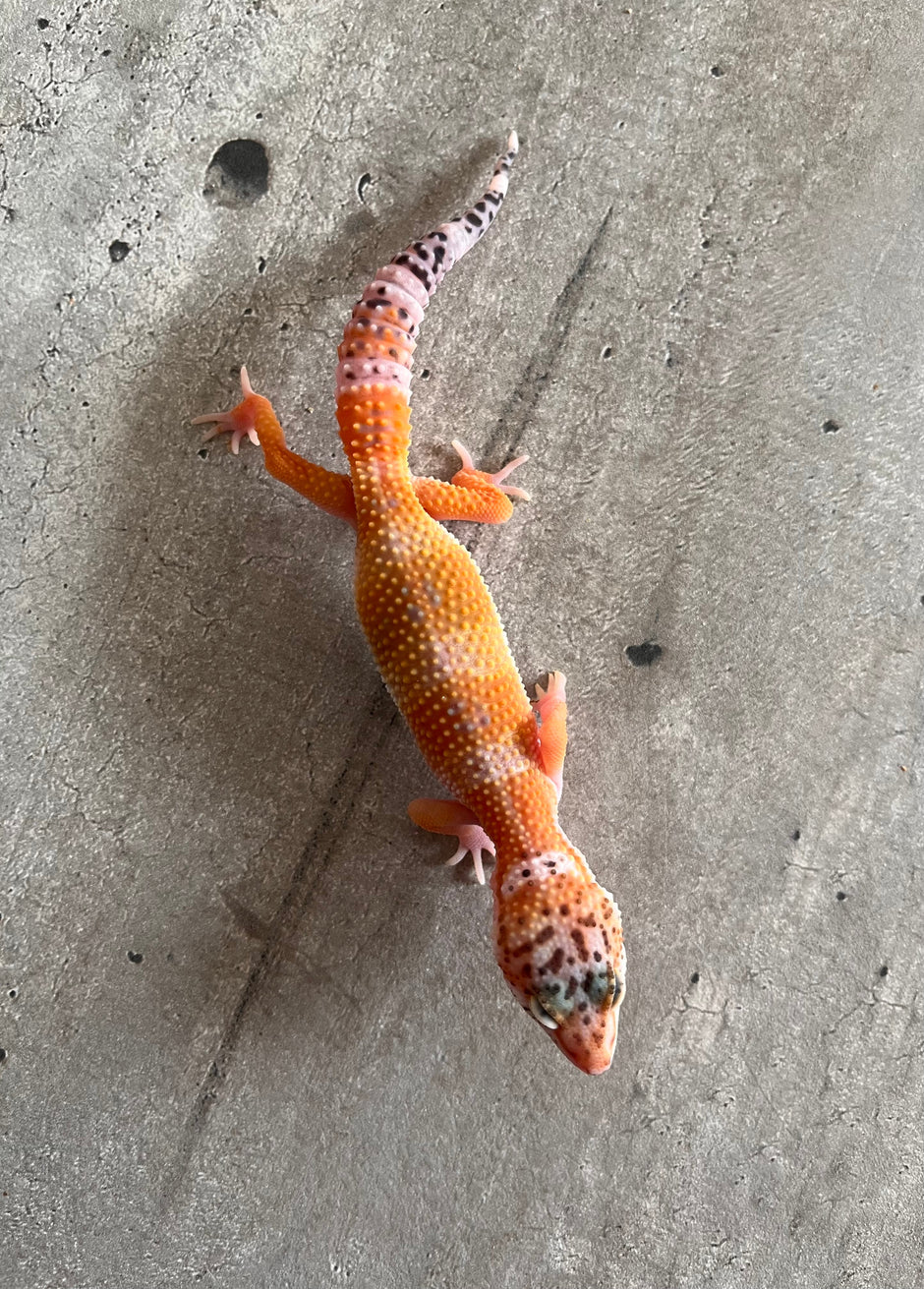 Alfa Reptiles - Tienda de reptiles en México – alfareptiles