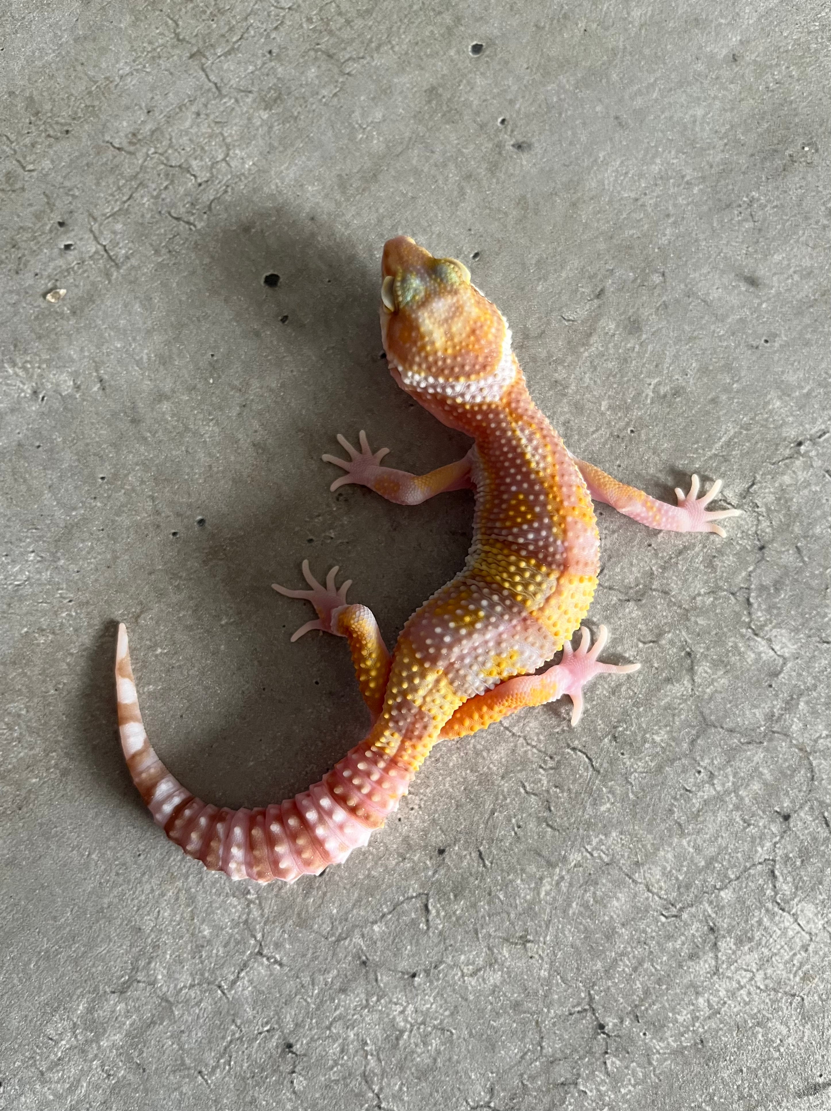 Gecko leopardo Raptor macho – alfareptiles