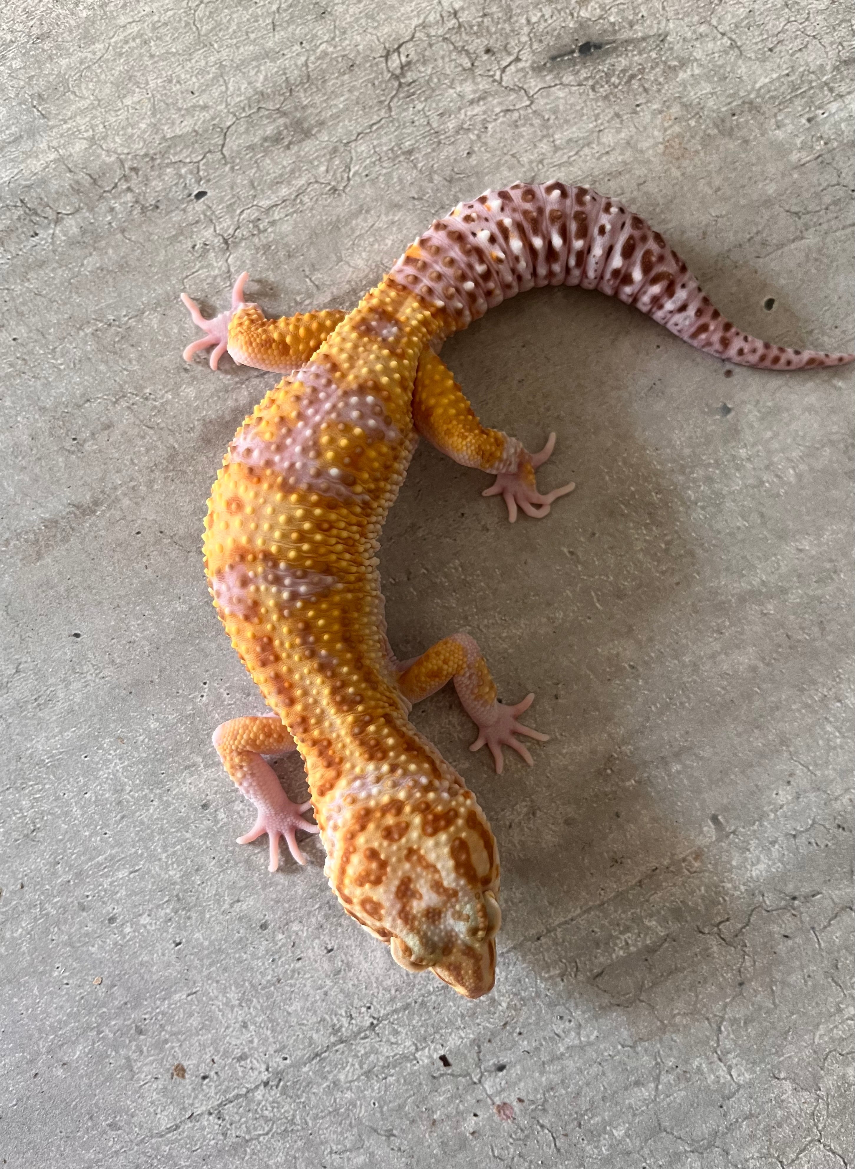 Leopard Raptor Gecko leopardo Raptor macho – alfareptiles