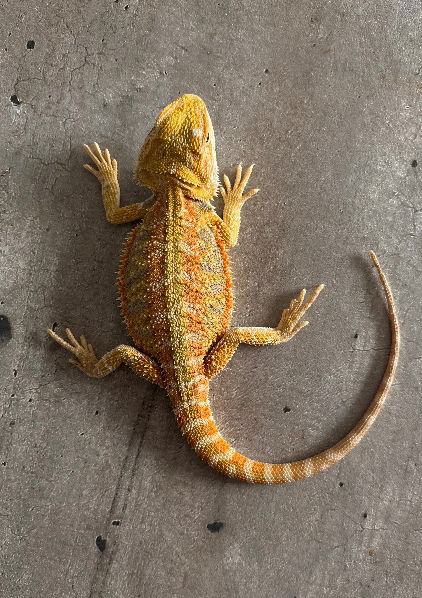 Pogona Citrus Hypo 66% het trans hembra - alfareptiles