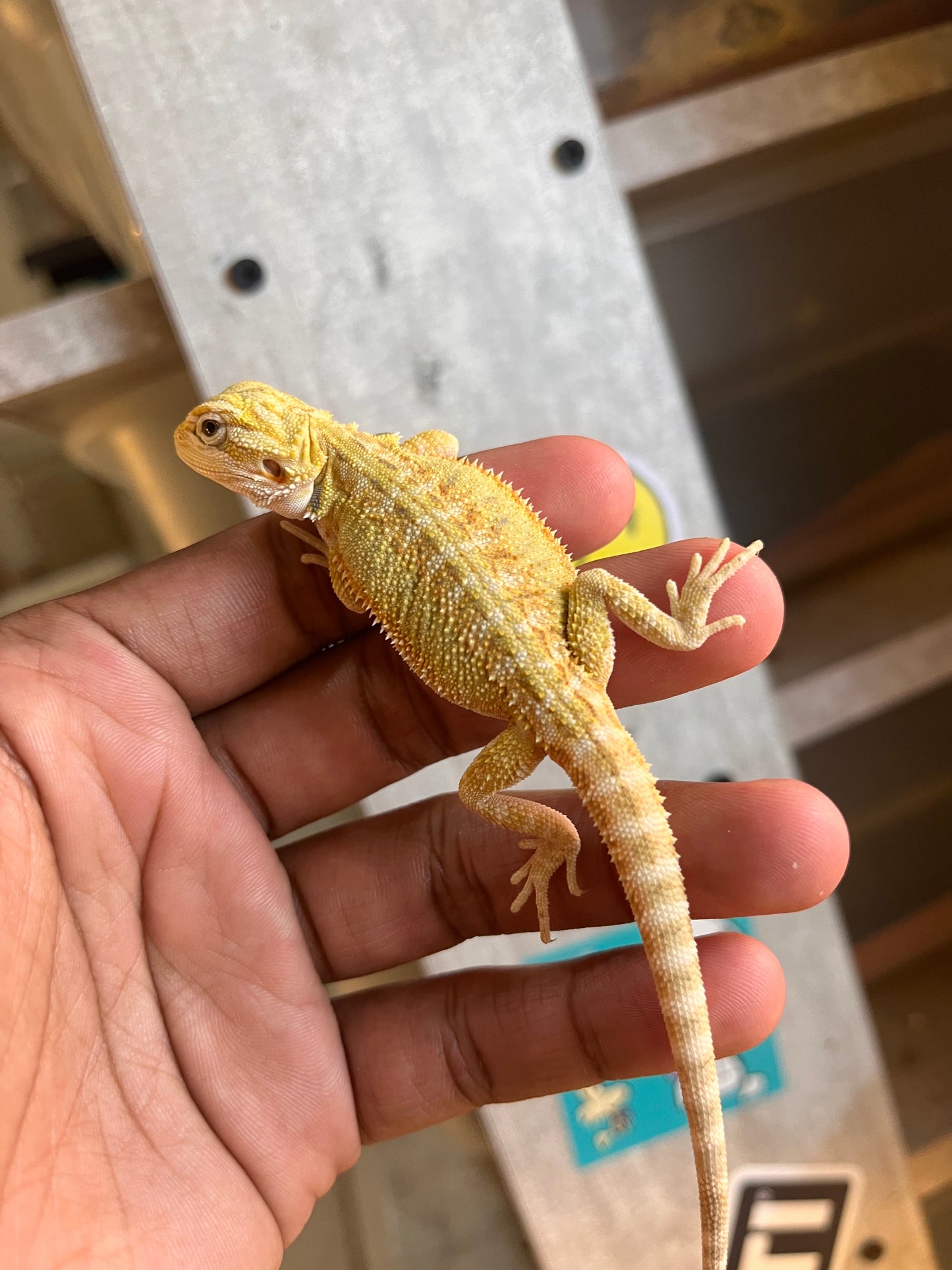 Pogona Citrus Hypo 66% het trans hembra - alfareptiles