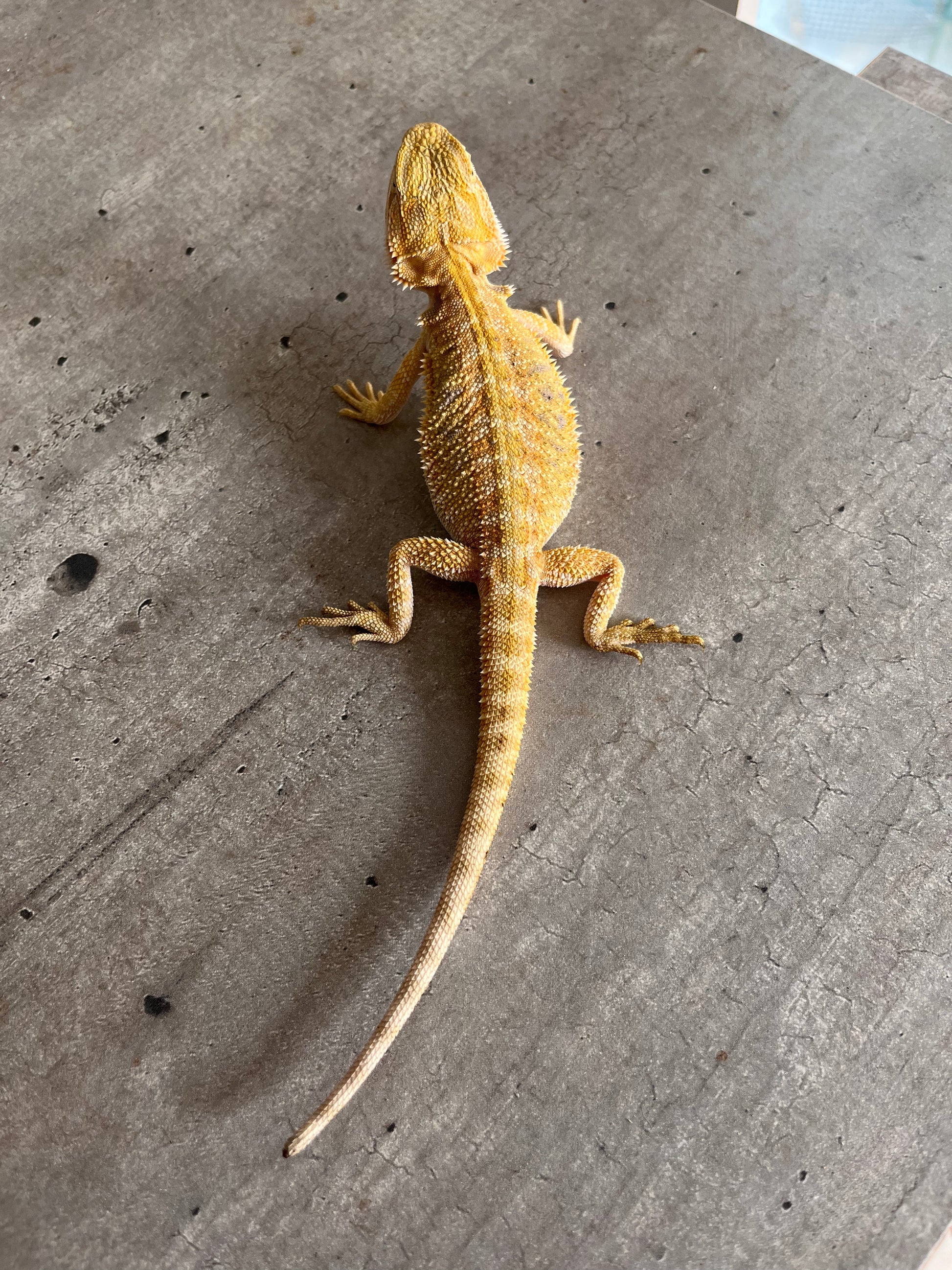 Pogona Citrus Hypo 66% het trans hembra (Nip tail) - alfareptiles