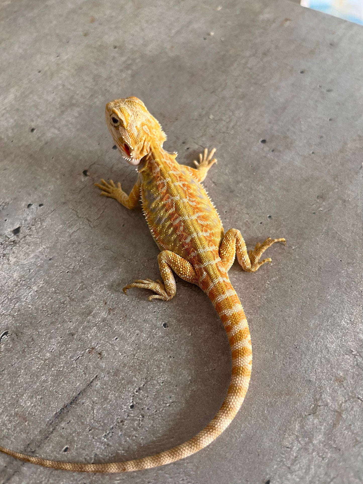 Pogona Citrus hypo leatherback 66% het trans hembra - alfareptiles