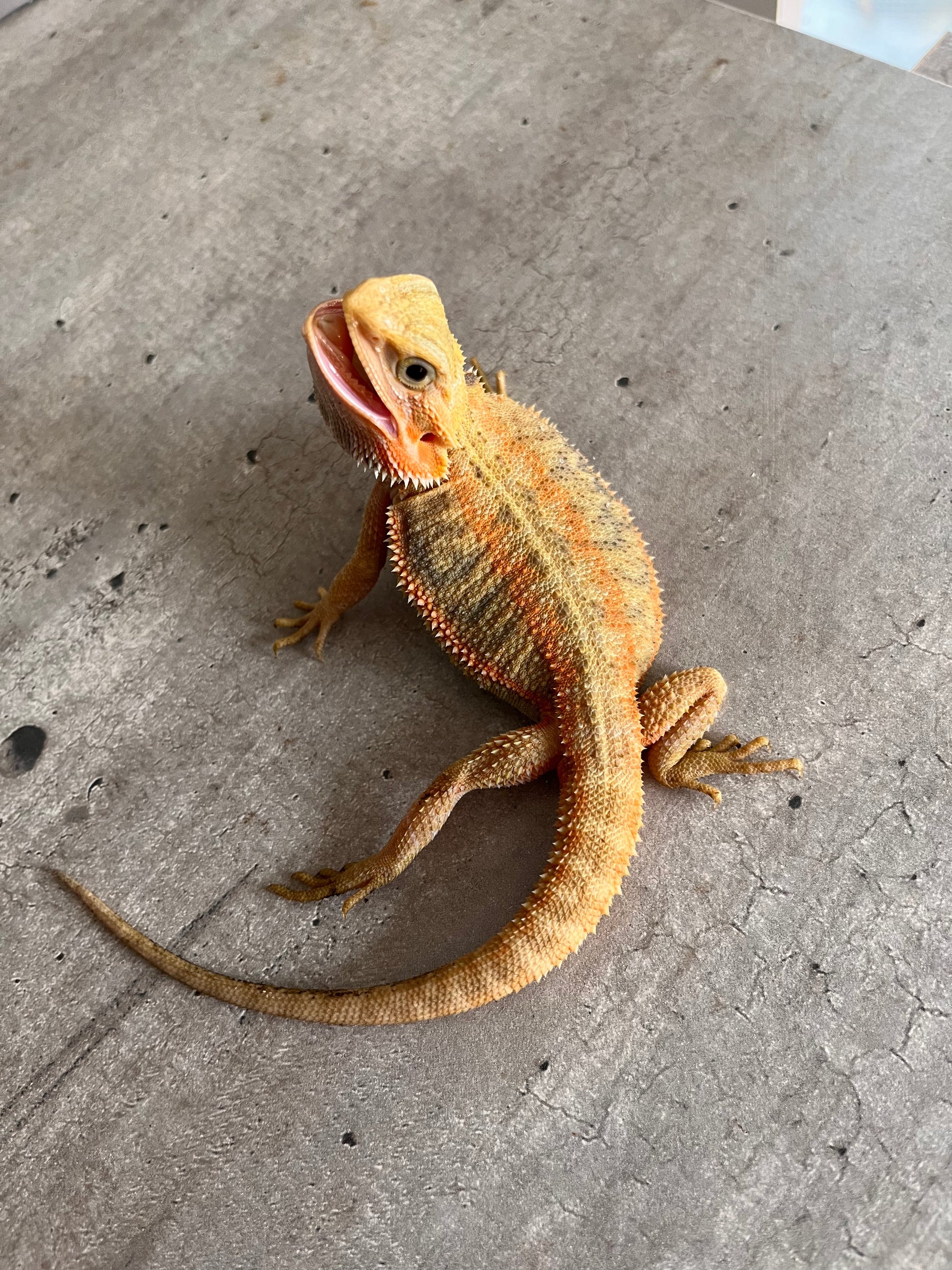 Pogona Orange Hypo trans hembra - alfareptiles