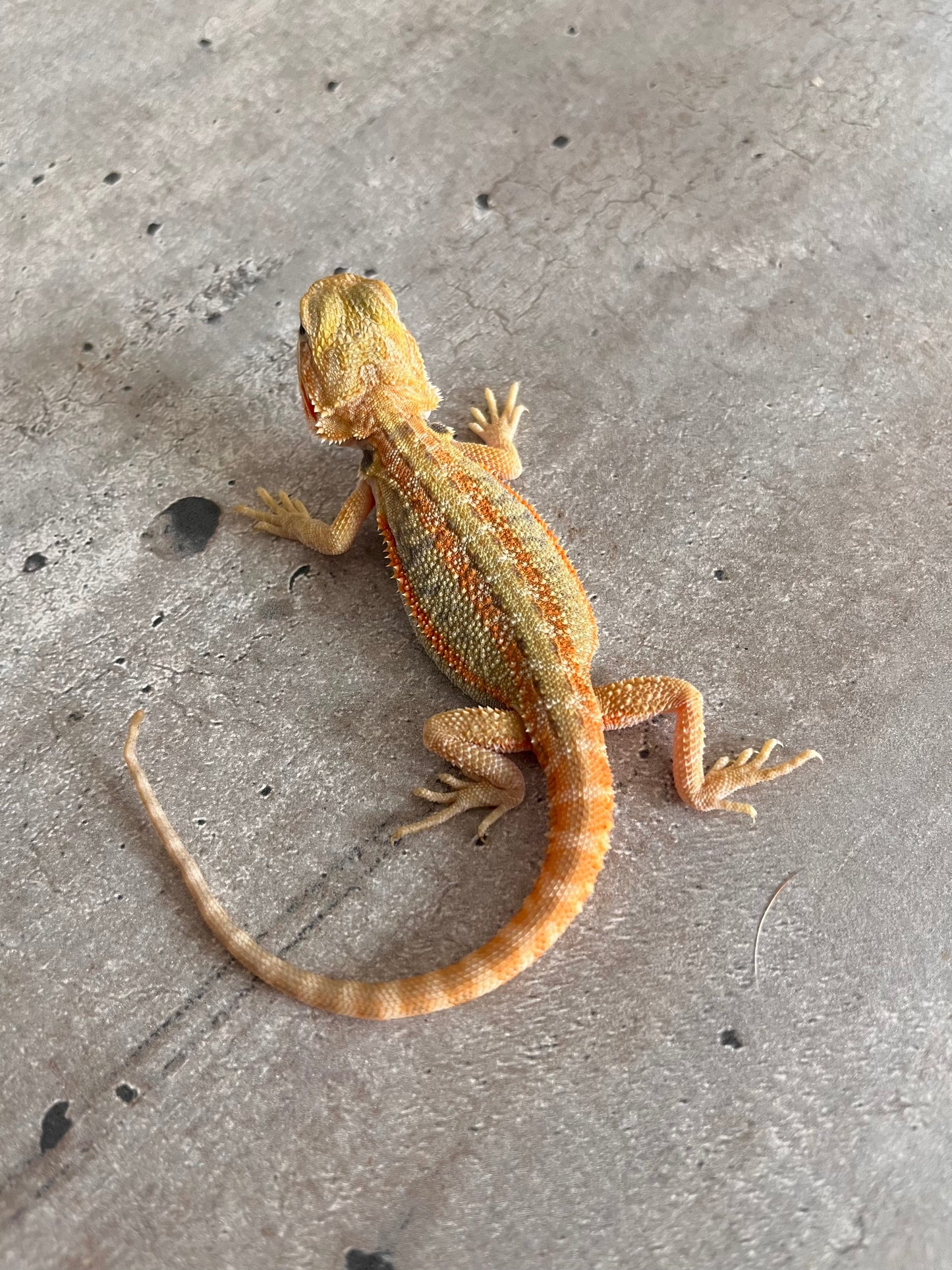 Pogona Orange hypo trans hembra - alfareptiles