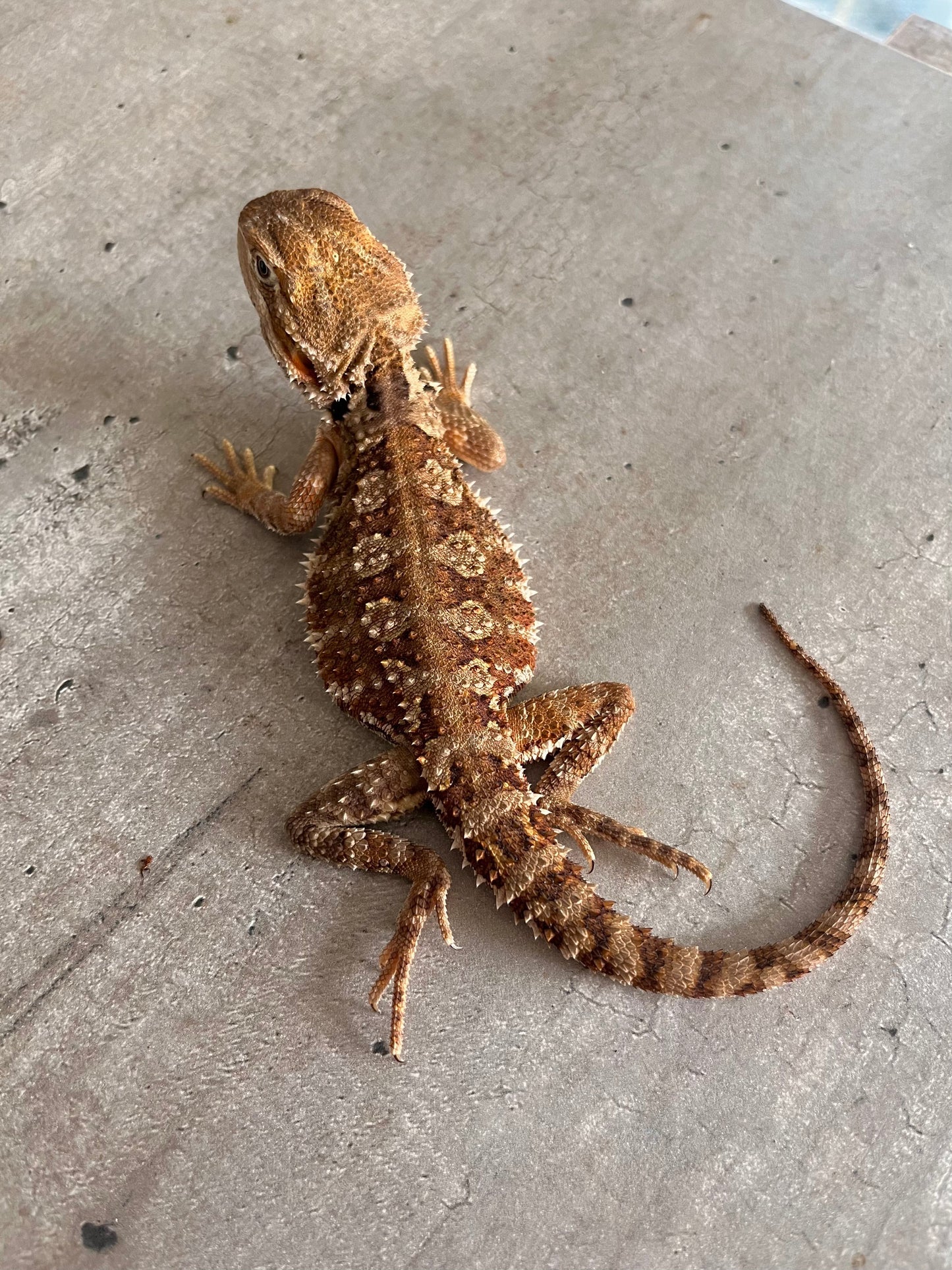 Pogona rankin macho 3 - alfareptiles