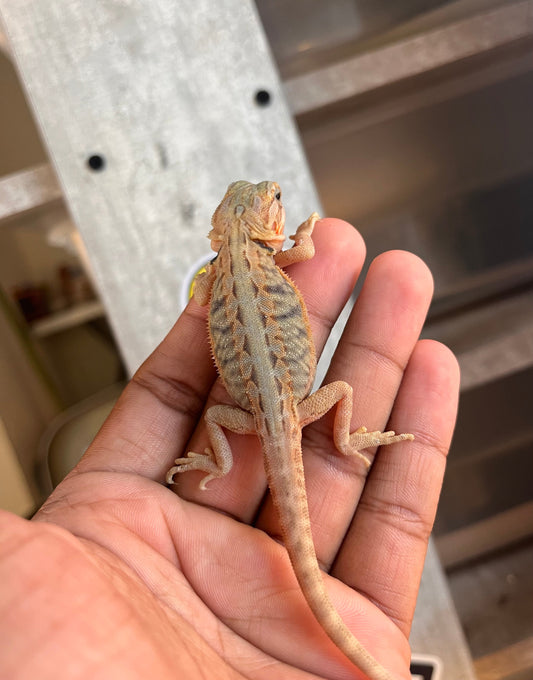 Pogona Red hypo trans leatherback macho - alfareptiles