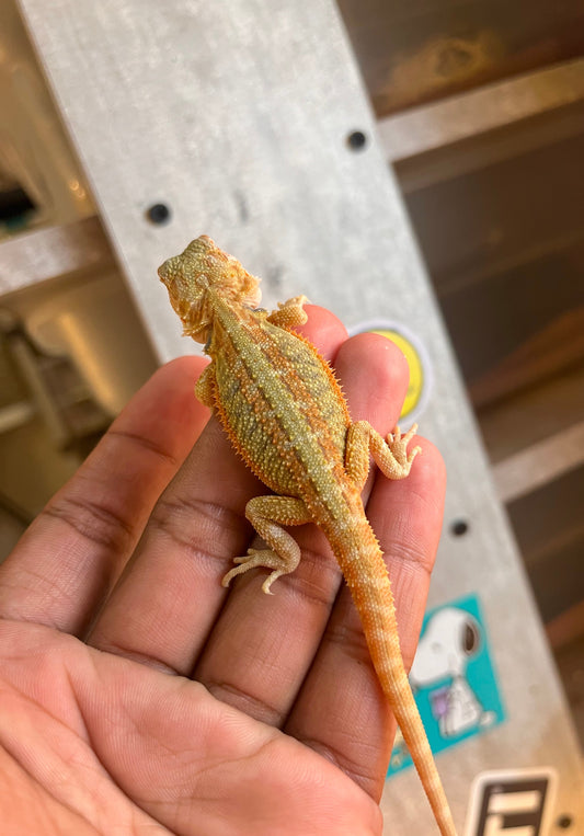 Pogona Red Hypo trans macho - alfareptiles